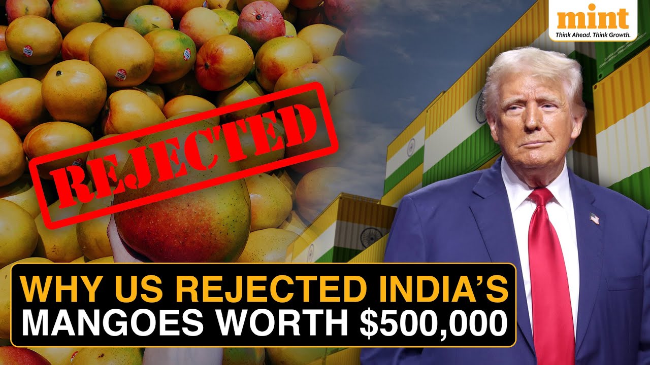 Indian Exporters Suffer ₹4.3 Cr Loss As US Turns Away 15 Mango Shipments Due To Documentation&nbsp;Lapses