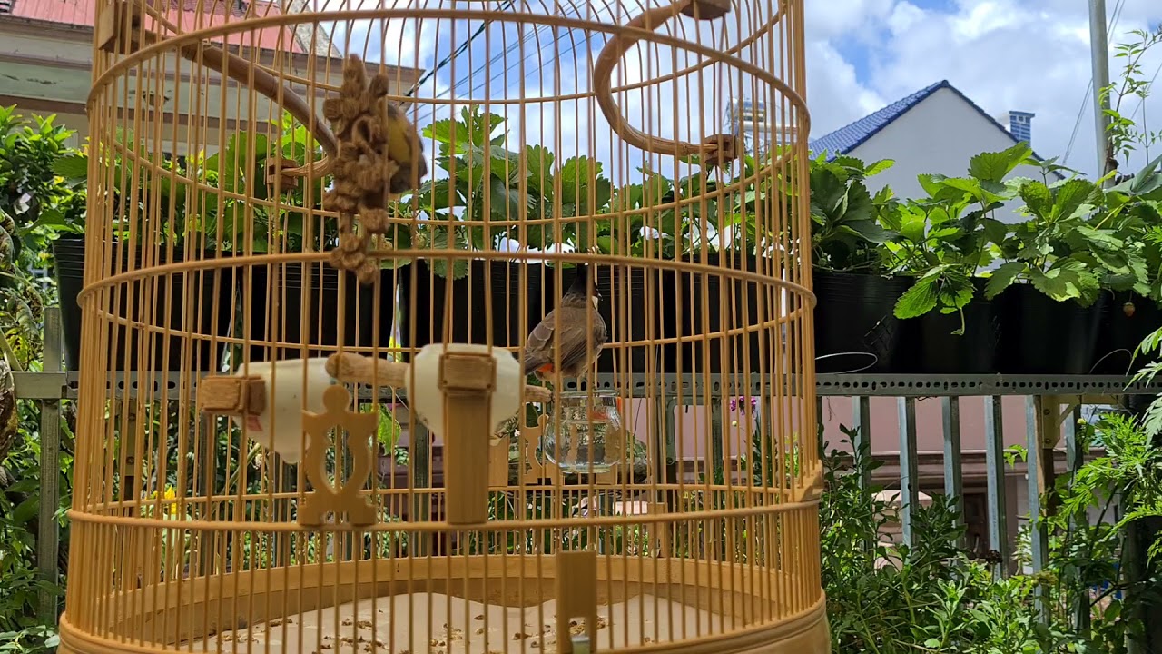 Ch&agrave;o M&agrave;o RIN Đ&agrave; Lạt | Ch&agrave;o M&agrave;o T&agrave; Nung | Ch&agrave;o M&agrave;o k&iacute;ch bổi | Blue Bird