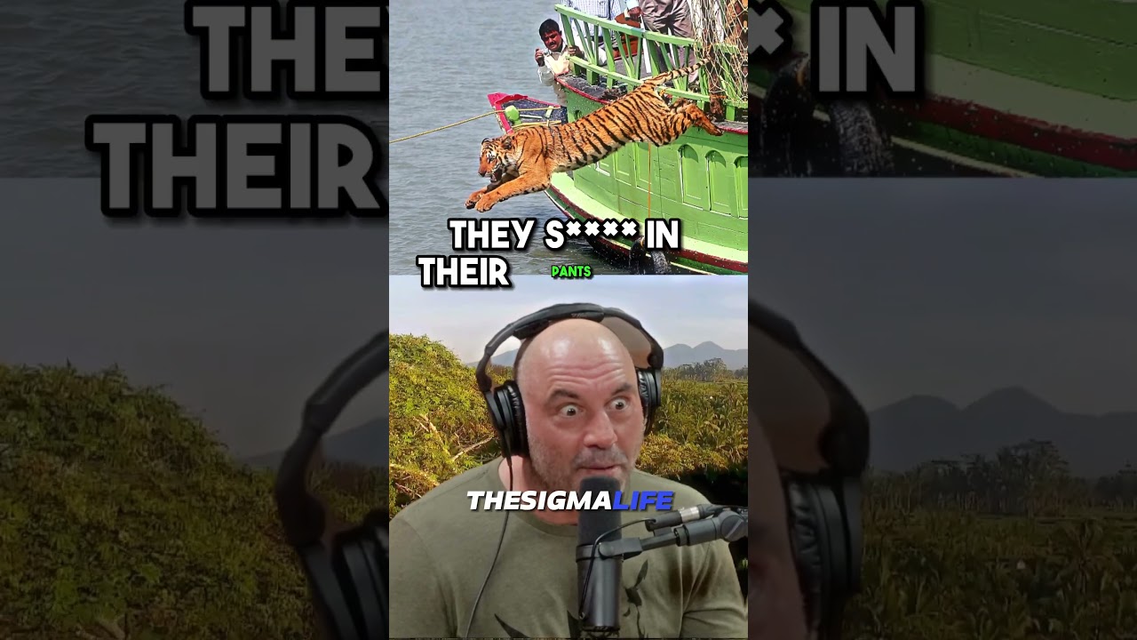 Why TIGER ATTACKS In INDIA Are Increasing | JRE  #jre #joerogan #animalshorts