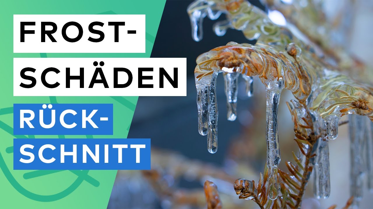 Winterschnitt und Frostschäden: Was du jetzt schneiden darfst und was lieber nicht