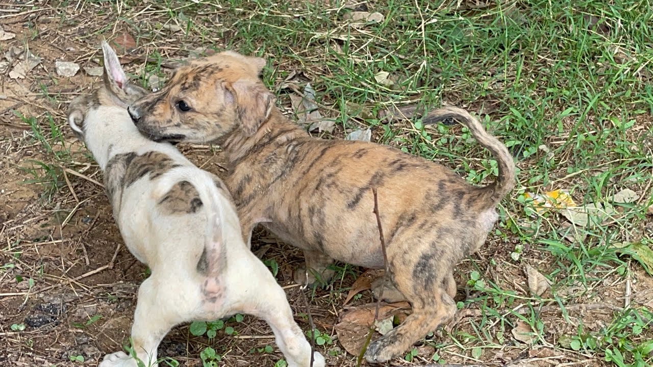 Mother poor  dog need food for her puppies