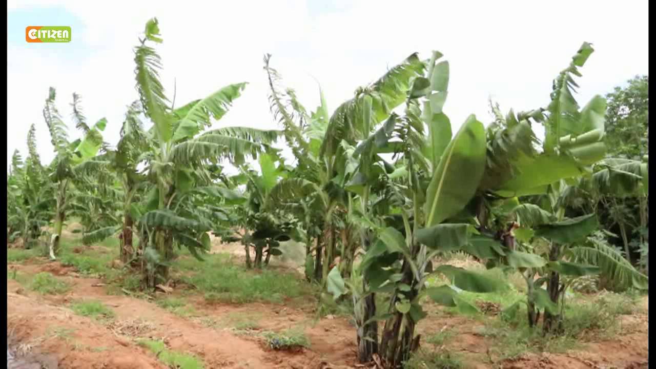 Smart Farm: Farming In Mandera