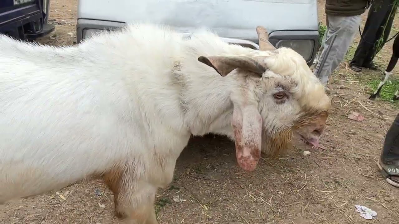 Dewas Bakra mandi 29/1/2026