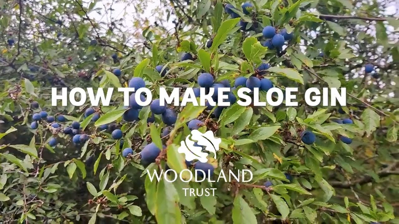 How to make Sloe Gin