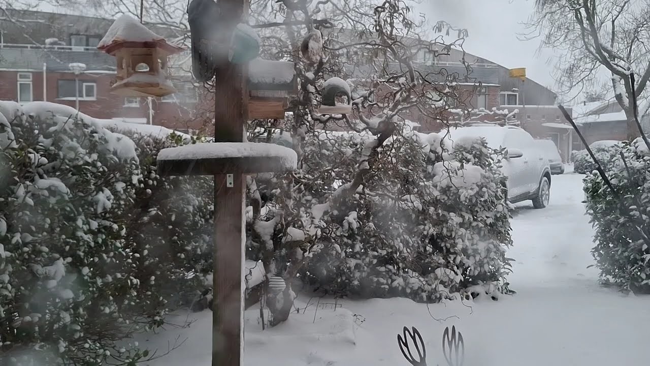 Birds foraging in the snow
