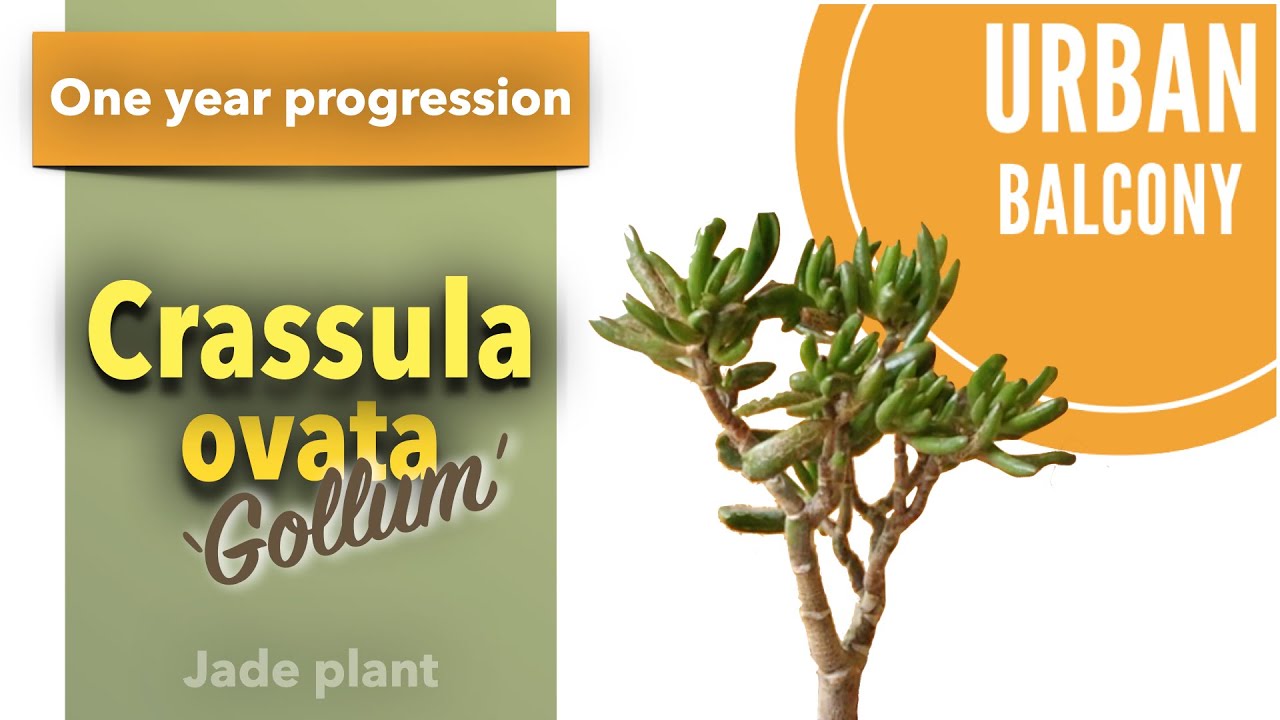 Crassula ovata ‘Gollum’ - One Year Update, Summer 2021