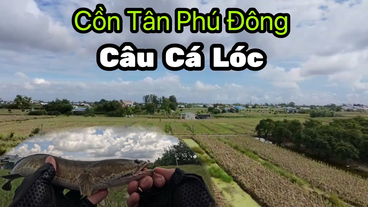 1 ngày câu cá lóc tại cồn Tân Phú Đông 