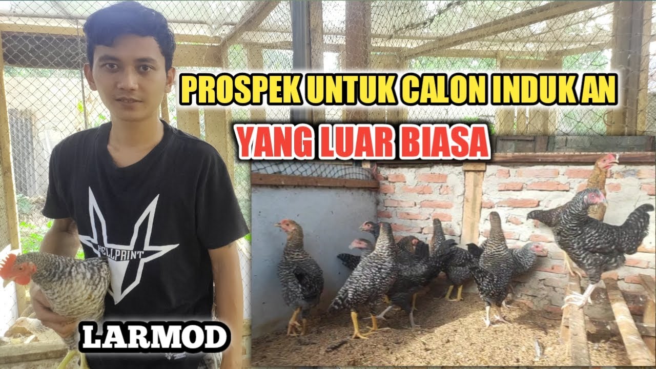 PROSPEK UNTUK CALON PULET/INDUK AN AYAM LARMOD
