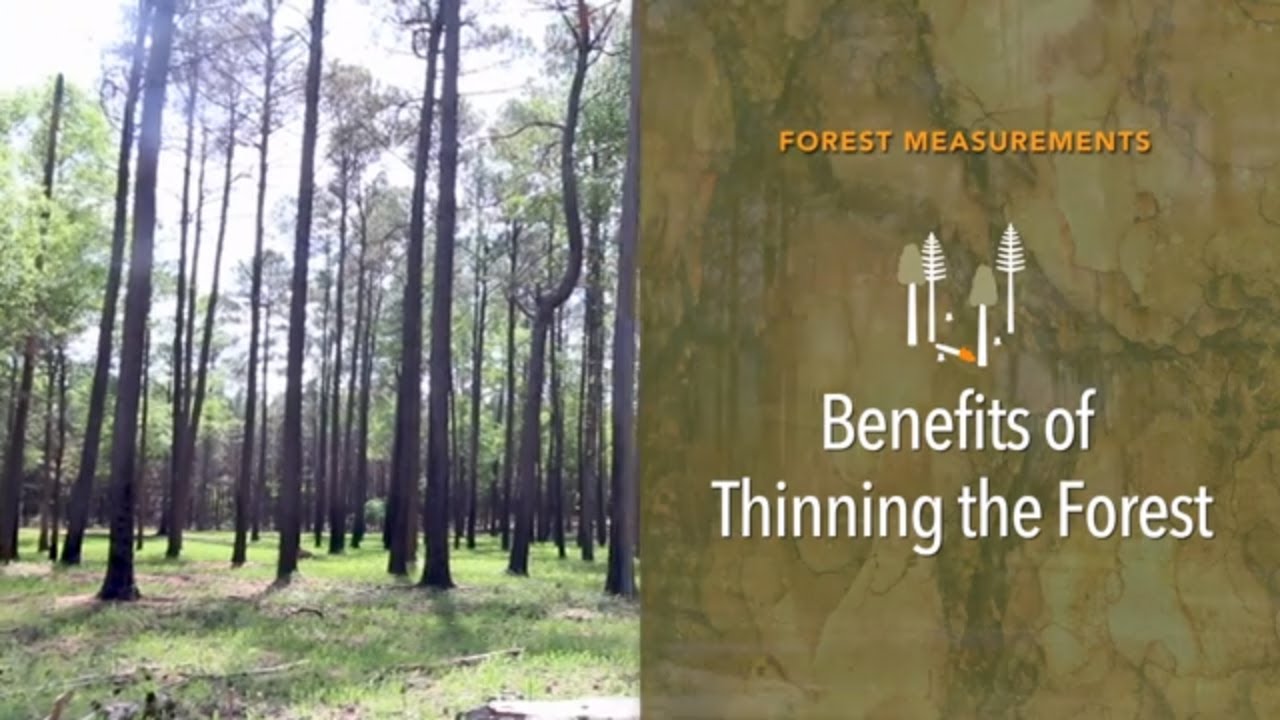 Forest Measurements: Benefits of Thinning the Forest