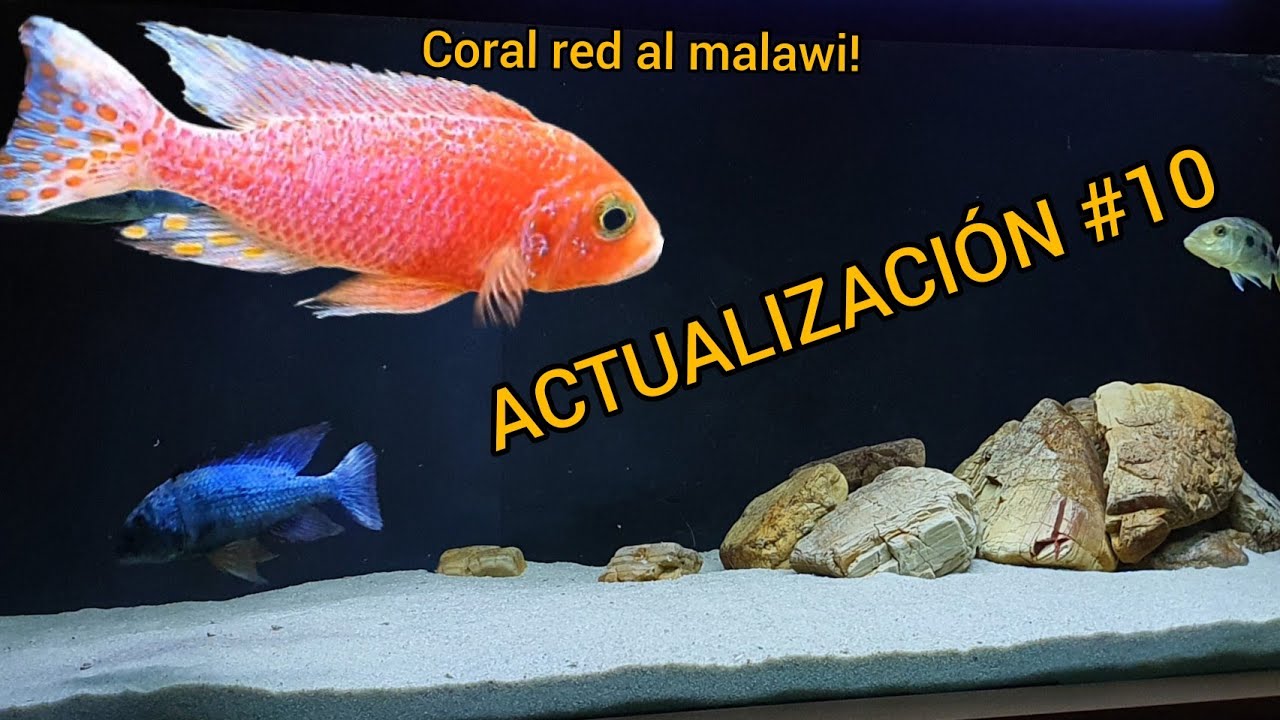 Actualización #10 (08/09/21). Cambios de agua y aclimatación por goteo.
