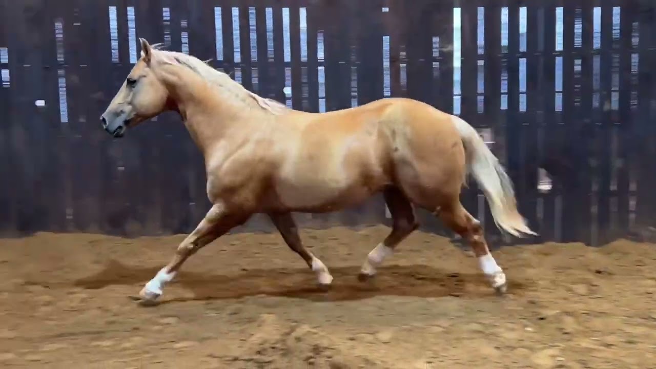 Ima Metallic Gold - 2014 stallion by Metallic Cat