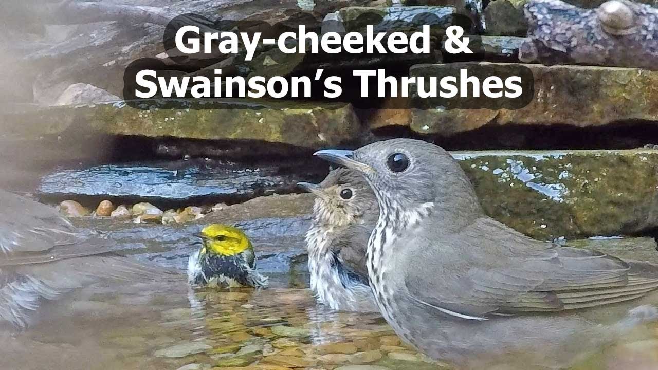 Gray-cheeked & Swainson's Thrushes Side by Side | Bird Pond Cam Video of Both Birds Enjoying Bath