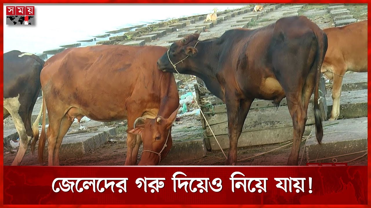 ‘দুস্থ জেলেদের’ গরু দেয়ার নামে তামাশা আর হরিলুট | Bhola | Cow | Somoy TV
