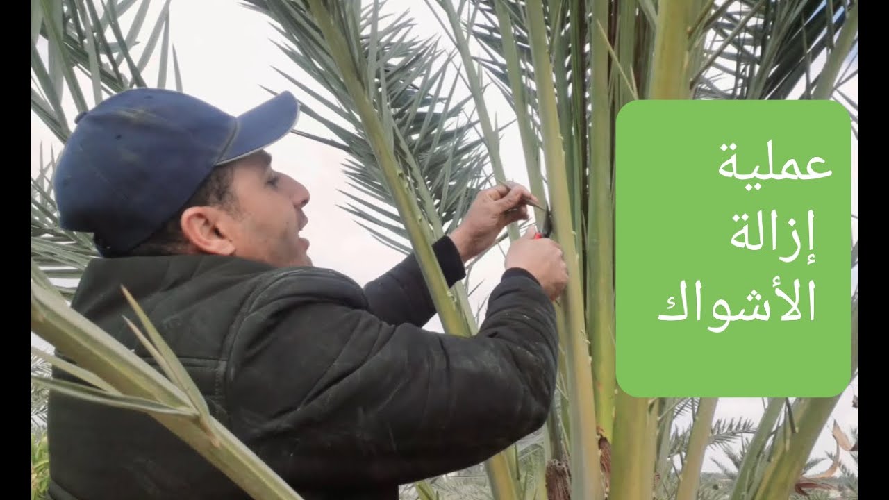 عملية ازالة الاشواك فى النخيل
