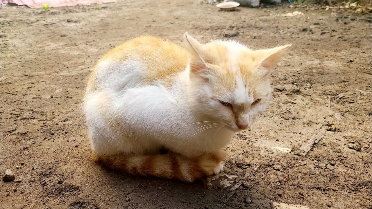 Cutest Funny Cat Youtube Video 🐈 MUST WATCH 💙
