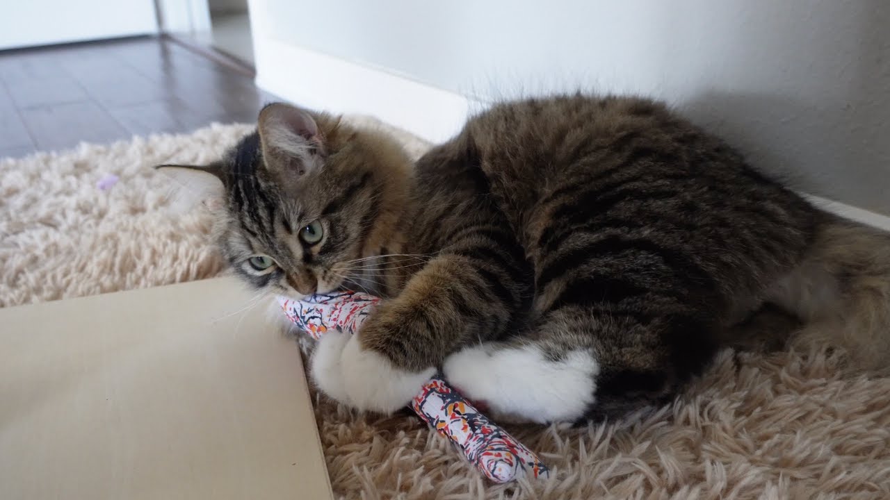 Siberian Kittens try Catnip for the First Time! | Catnip Tea, Cute Playful Kitties