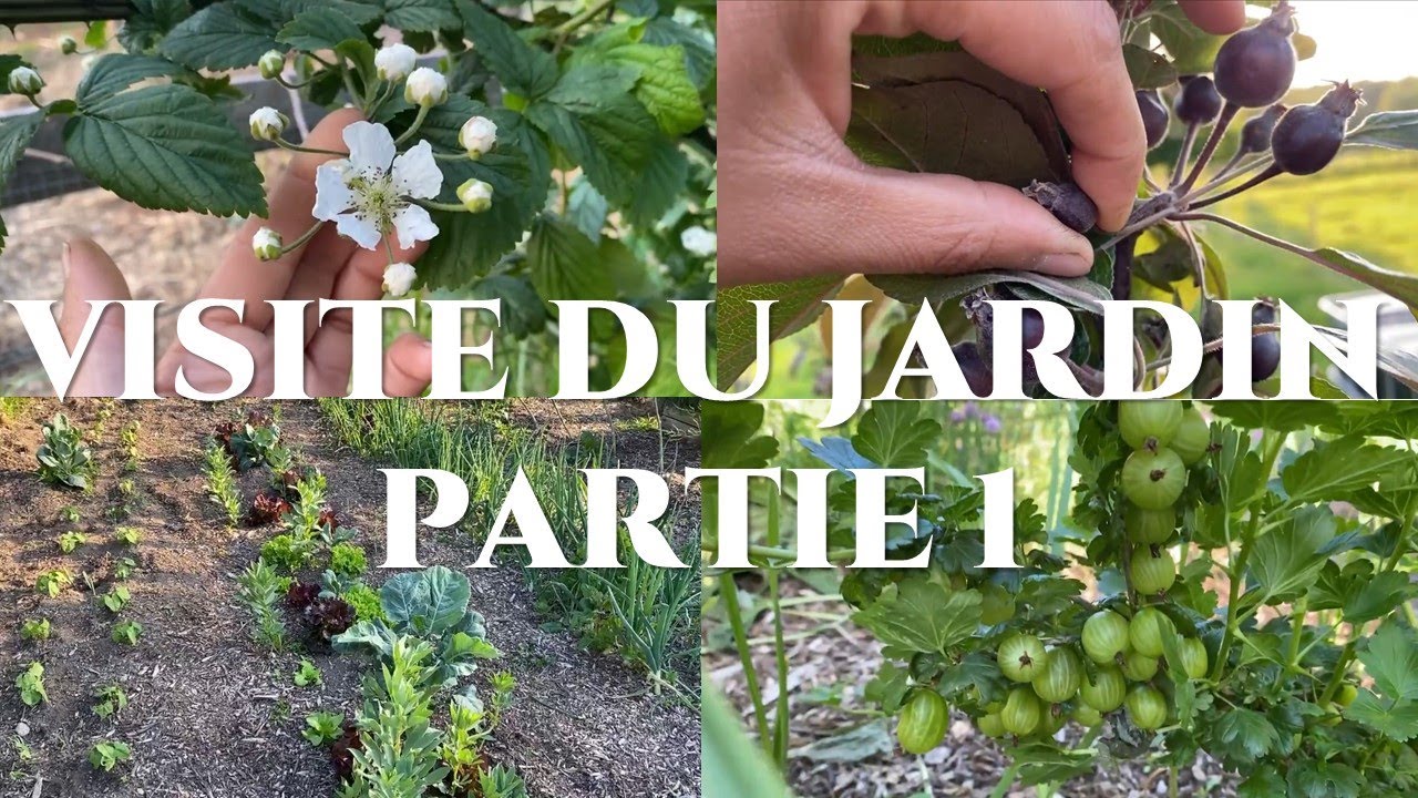 Big visite du jardin partie 1 : petits fruits, aromates et moitié du potager