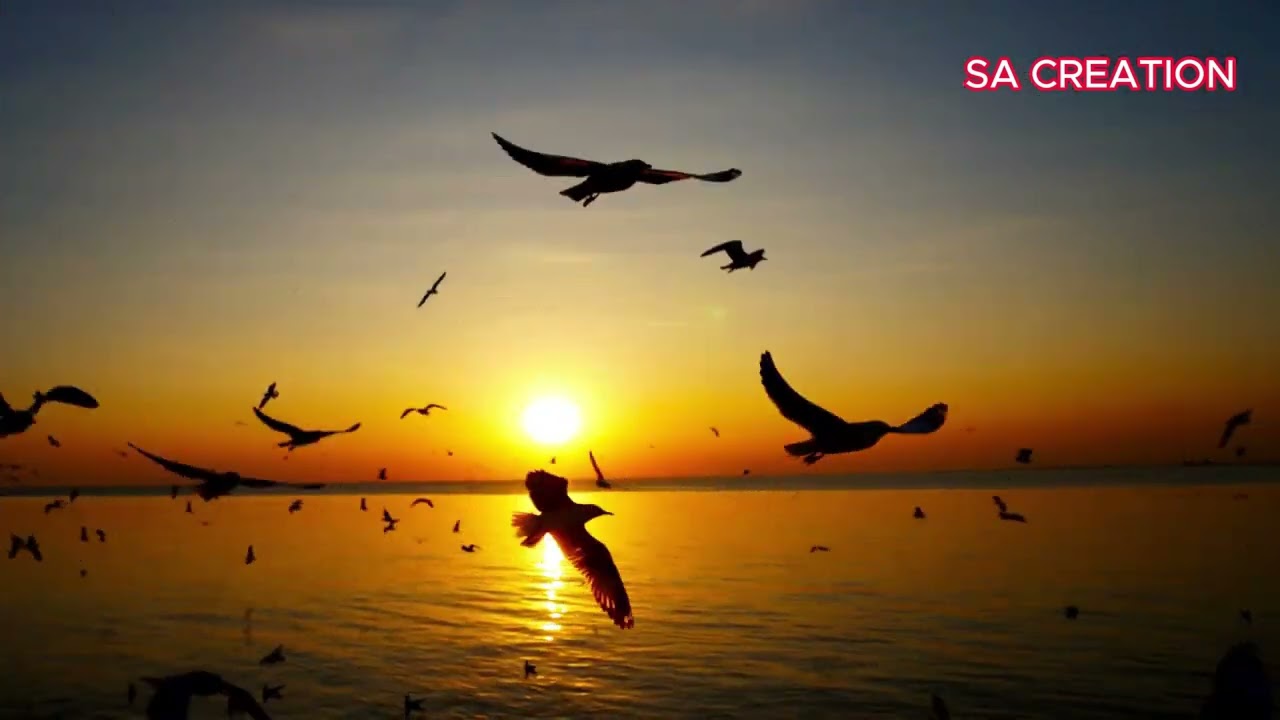 Most Beautiful Birds in the World #beautifulbirds #birds #birdsofinstagram #birds_captures #earths