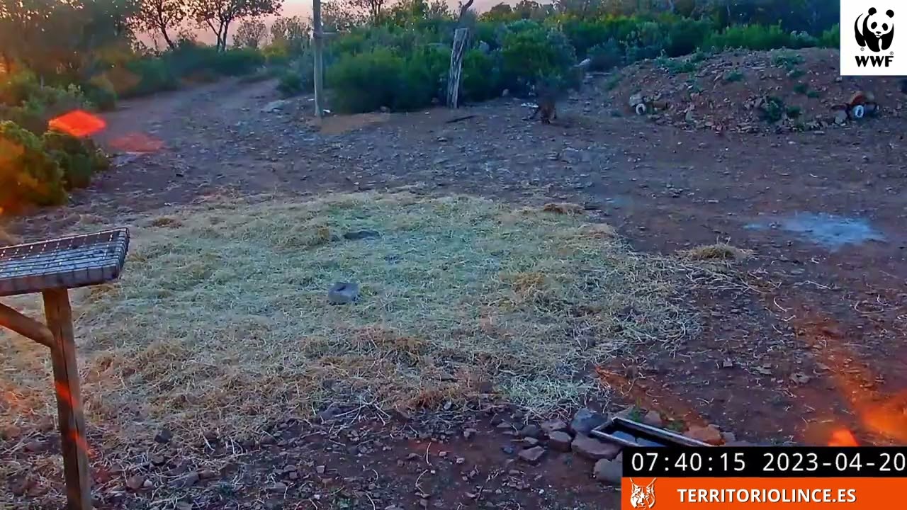 Lince caza un gazapo al amanecer. 20 de abril de 2023. Territorio Lince. 