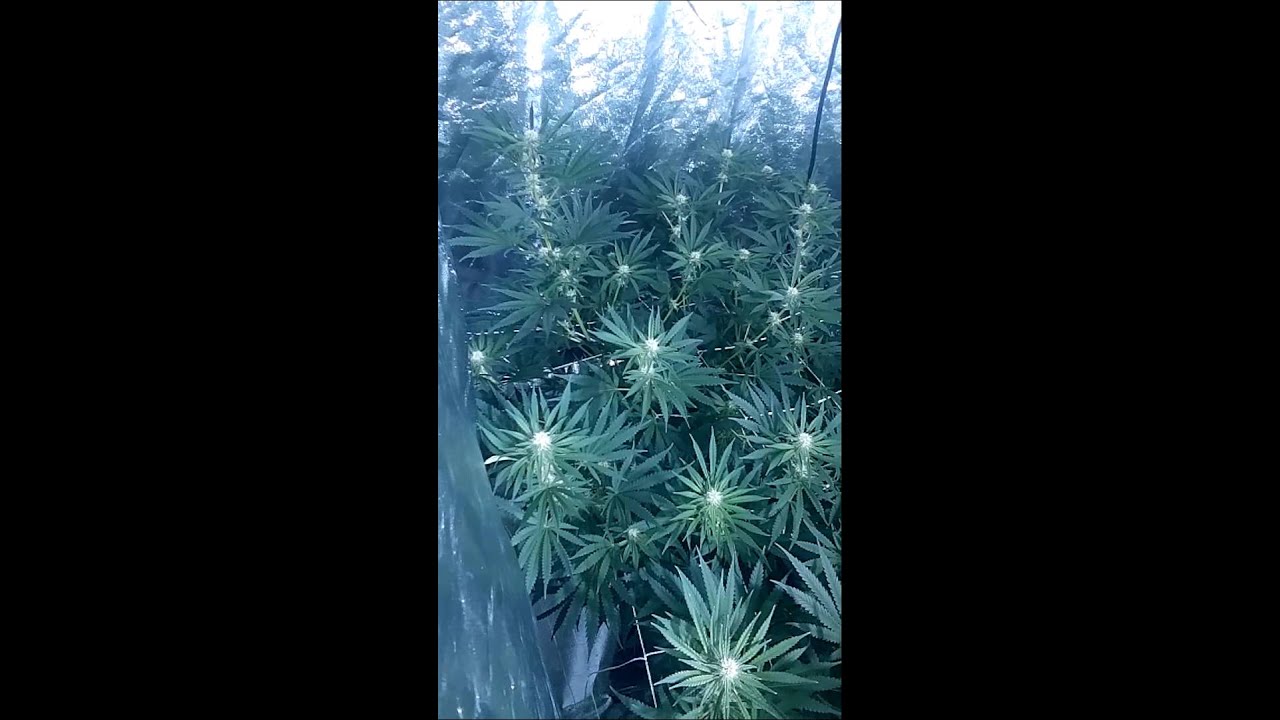 Day #24 scrog grow 8x4