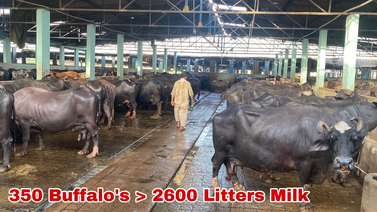350 Buffalo’s 2600 Litters /Day Milk ll Buffalo Dairy Farm of Ch. Abdul Hameed Gujjar Sb of Karachi