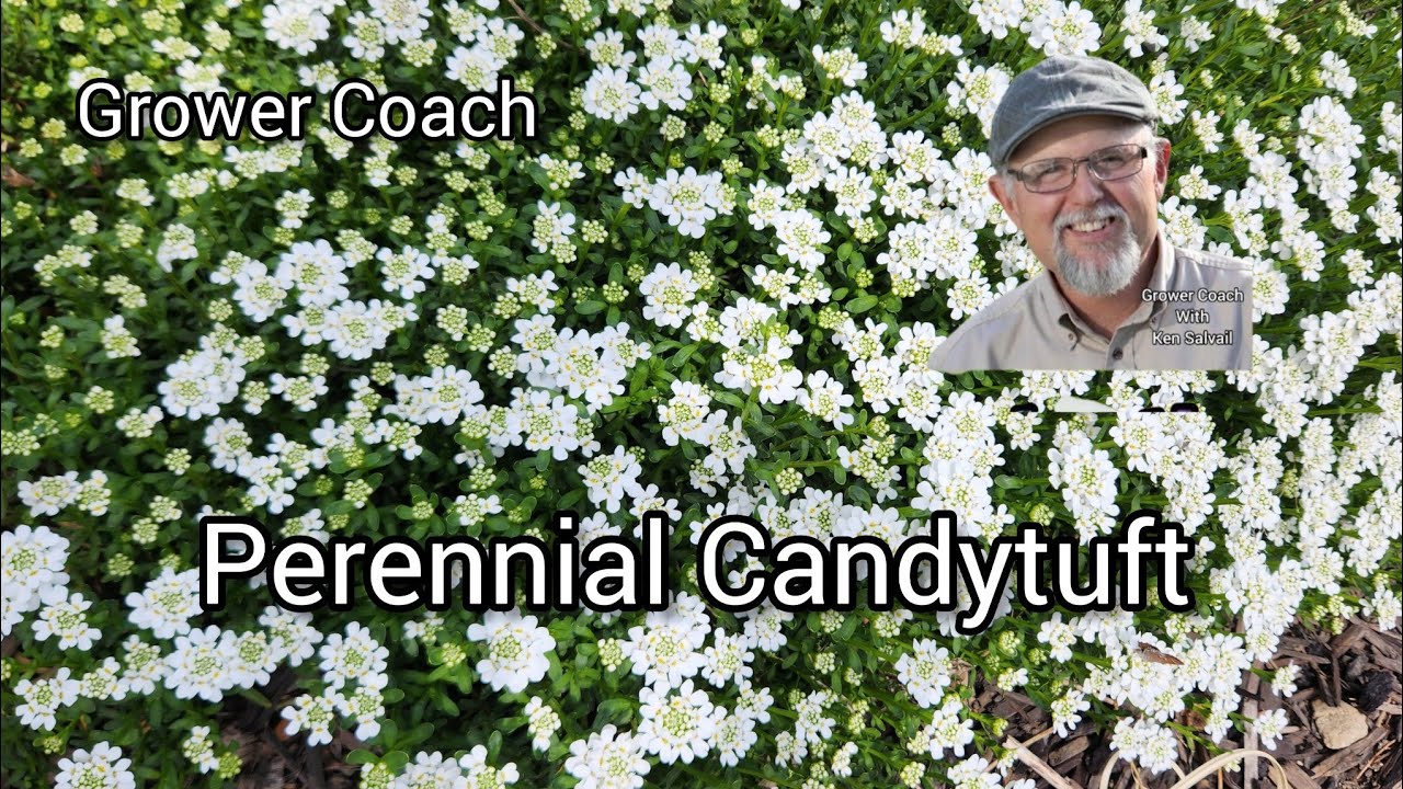 Caring For Perennial Candytuft