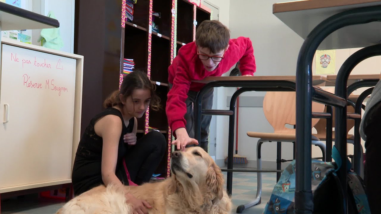 Un chien pour apaiser les tensions à l'école