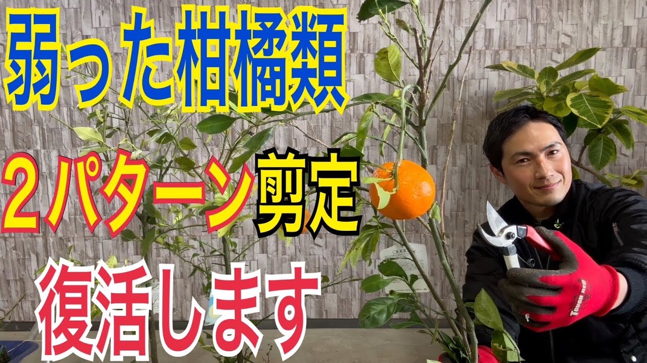【弱ったレモン】復活させる２パターンの剪定を実践で解説します！【育て方】