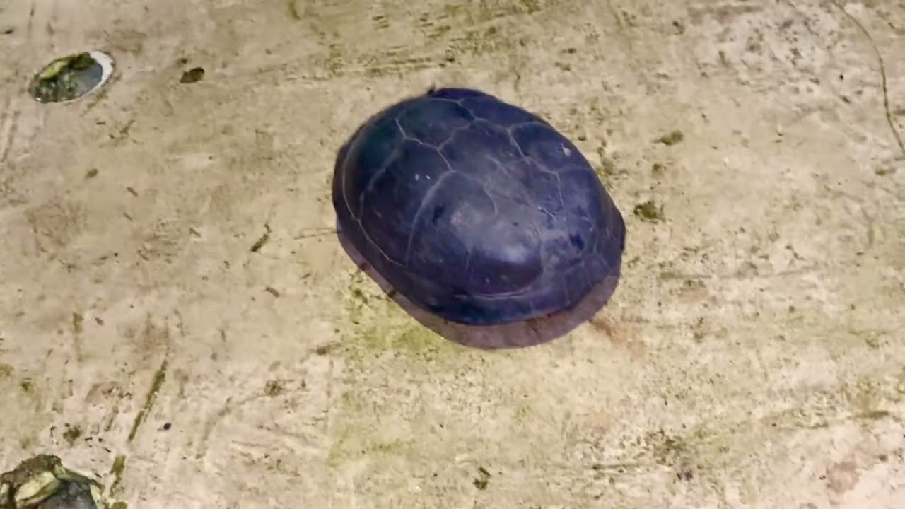 Asian Leaf Turtle (Cyclemys dentata) PT2