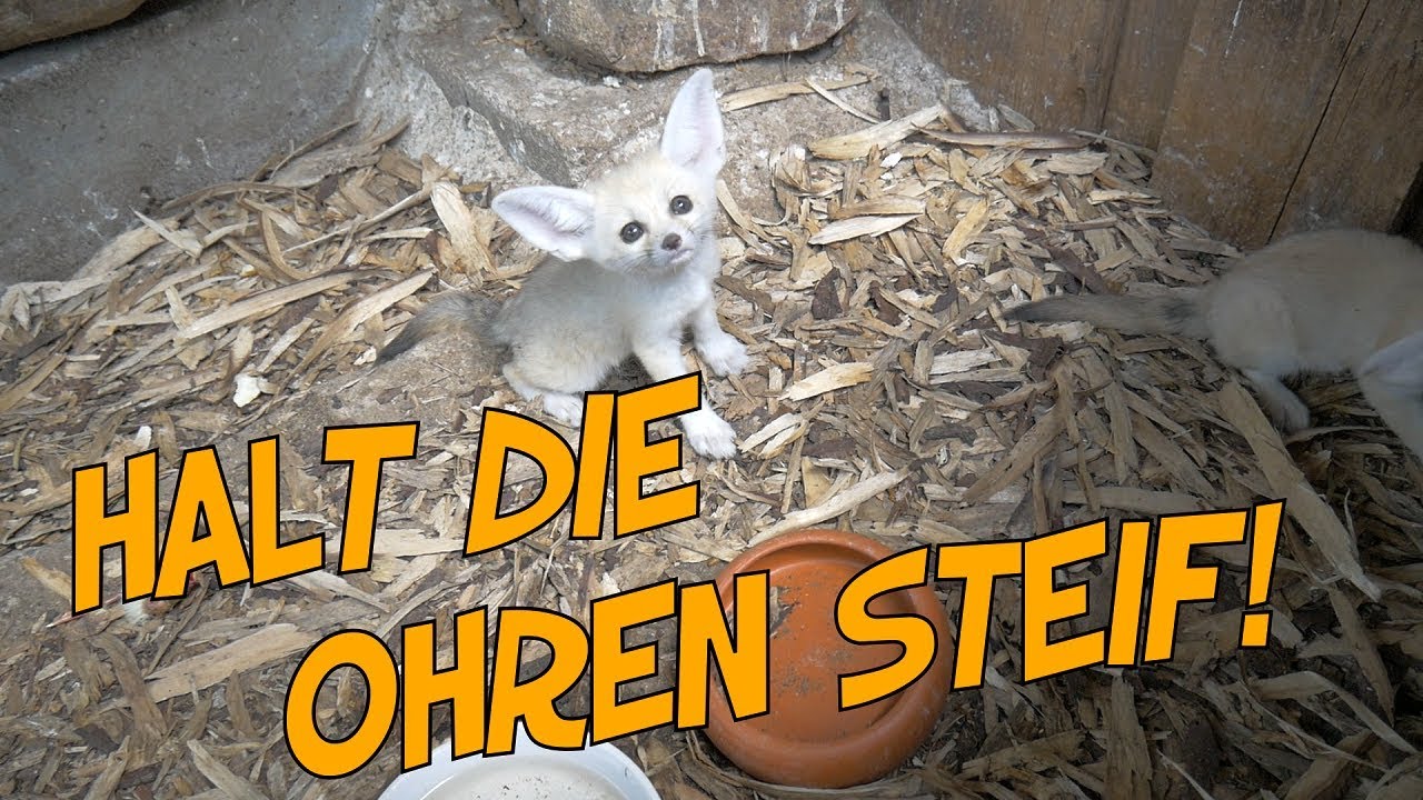 Handaufzucht Fennek