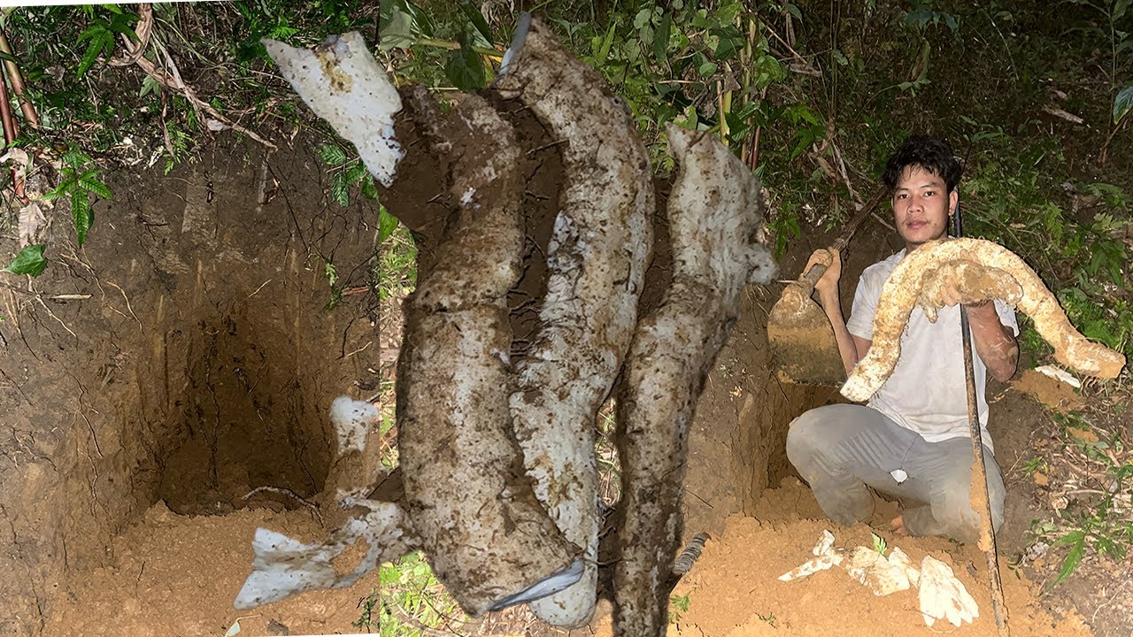 Arunachal Pradesh famous wild potatoes  lene aya hai jungle mein || 