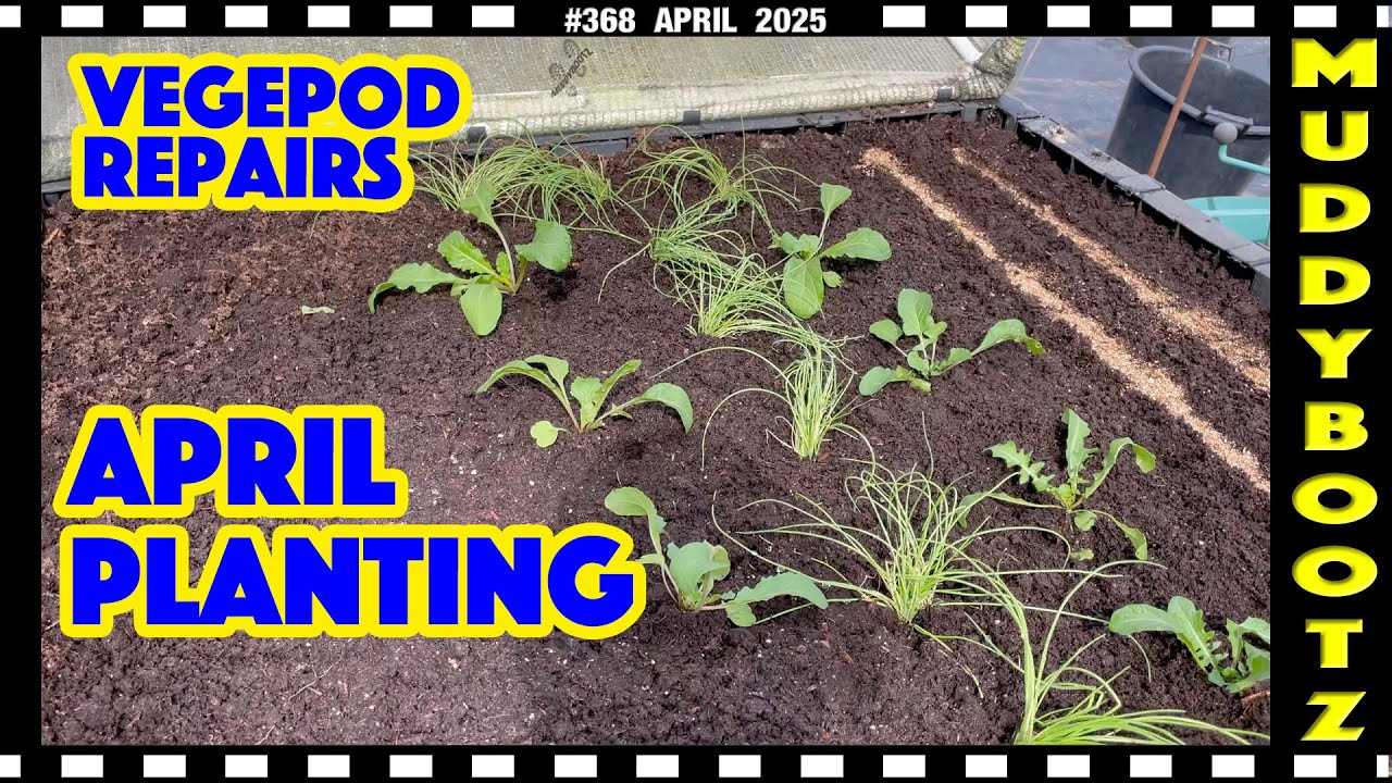 🌻368 🌻 WHAT TO PLANT IN APRIL 🌻 VEGEPOD REPAIRS 🌻