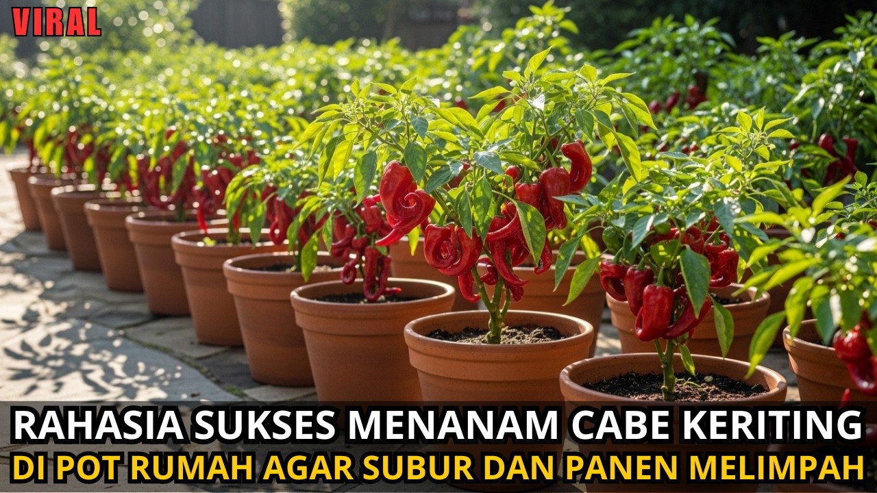 Menanam cabe keriting di pot