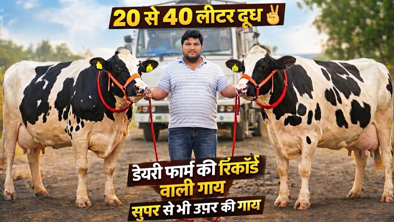 40-40 लीटर दूध ✌️ 18 Recorded HF Cows Available For Sale, Best For Dairy Farm👍SK Dairy Farm Moga, PB