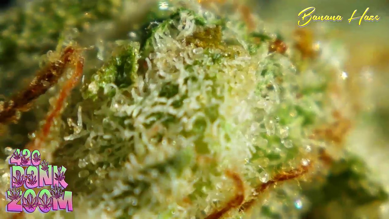 Close up of Banana Haze! #2