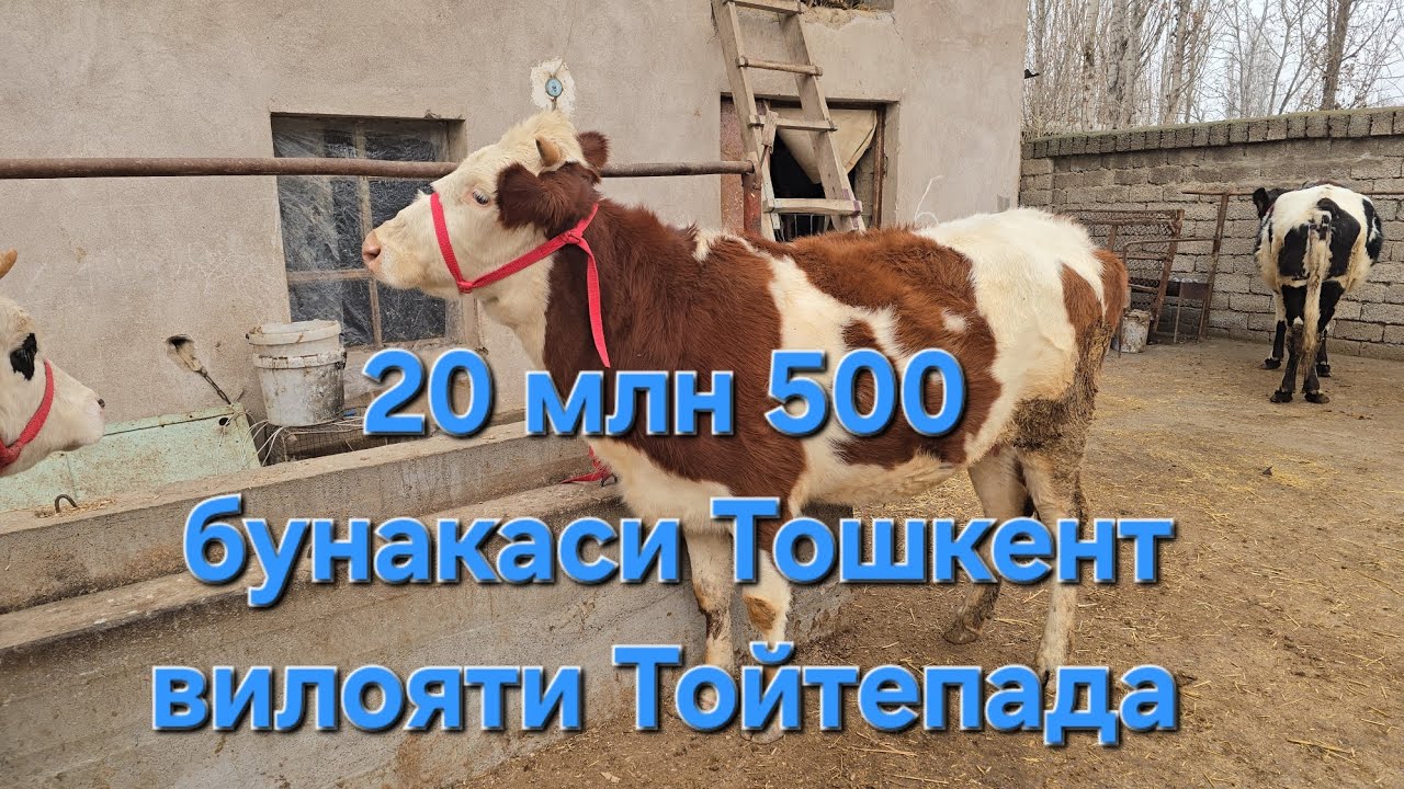 20 млн 500 Богозчи укамиз ДОСТОНБЕК ДАН 