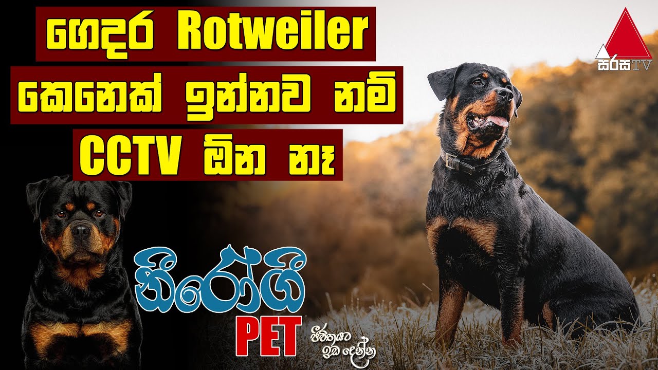 ගෙදර Rottweiler කෙනෙක් ඉන්නව නම් CCTV ඕන නෑ | Nirogi Pet |  Sirasa TV
