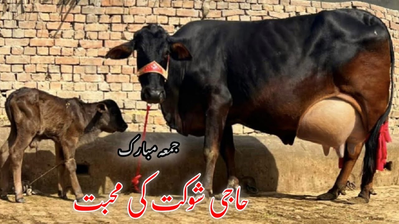 Jersey cholistani frizen cross cow 1st bola 17kg (03005104853) YouTube. 13-2-26