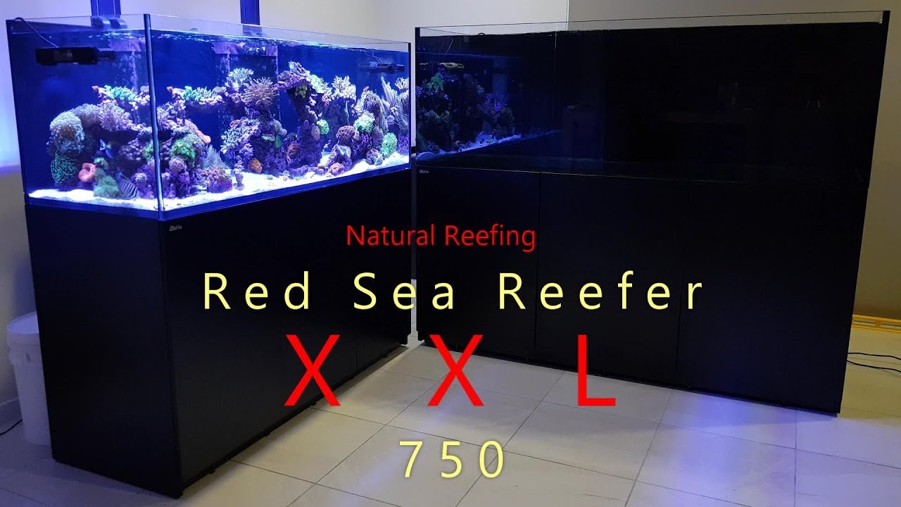 Red Sea Reefer XXL 750 Build