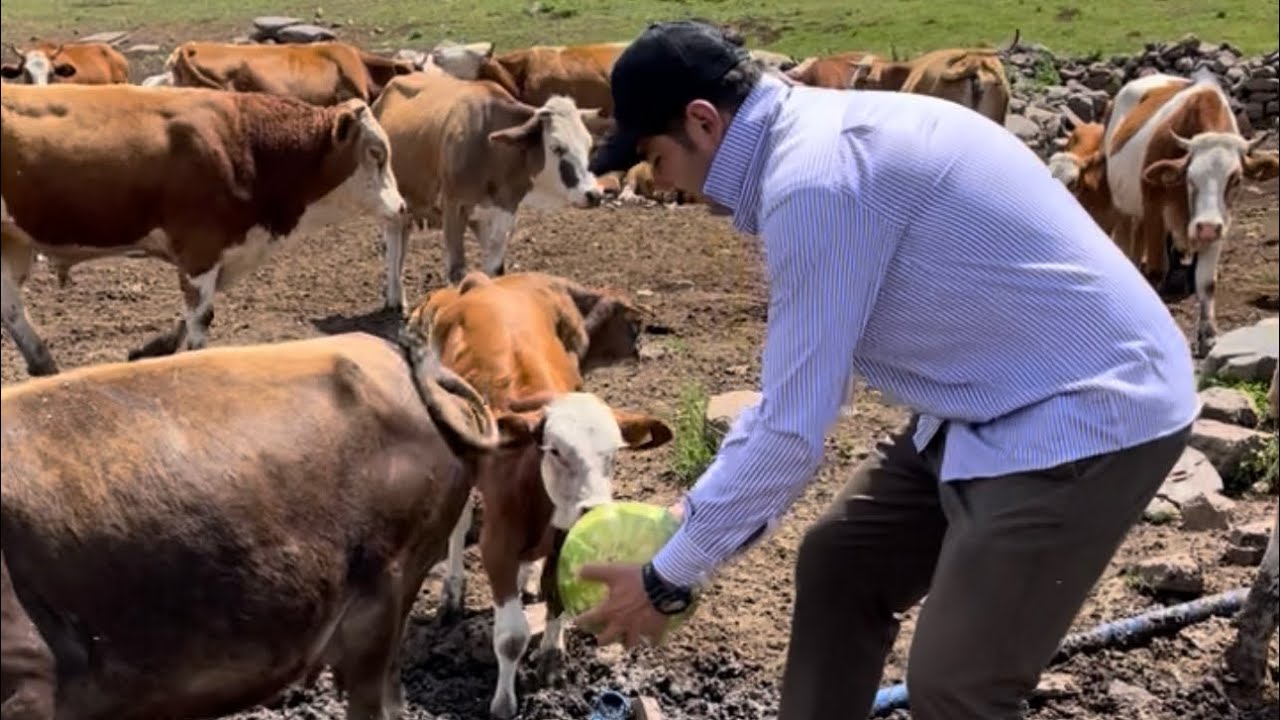yaylanın son günleri