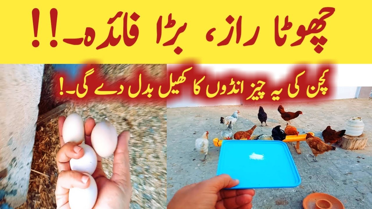 Kitchen Ingredients That Increase Egg Production in Hens || Use of backing soda for hens