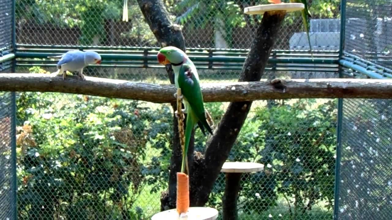 Kópia videa Psittacula Kolonie