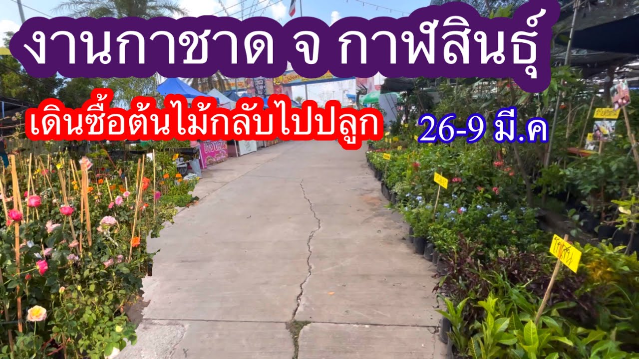 เดินงานกาชาด จ.กาฬสินธุ์ ซื้อต้นไม้กลับไปปลูก 26-9 มี.ค