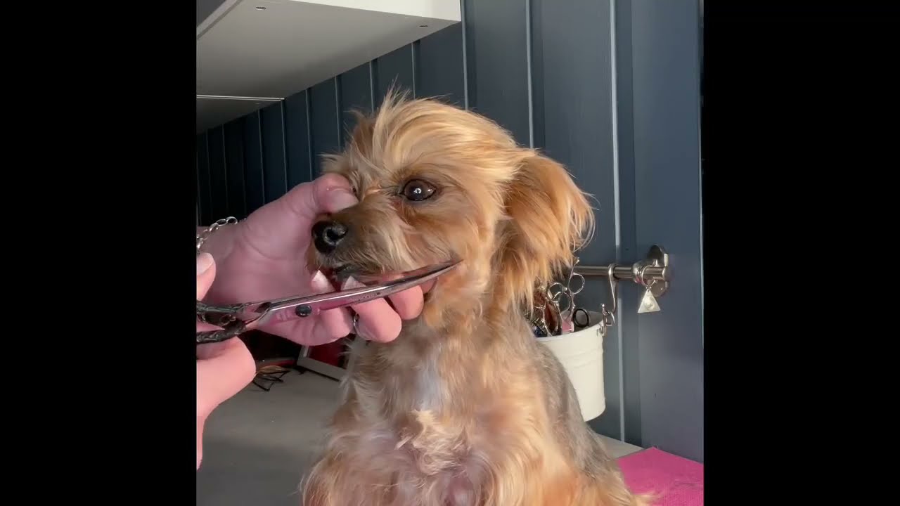 curve dog grooming scissor  5 star grooming products- dog grooming scissor review