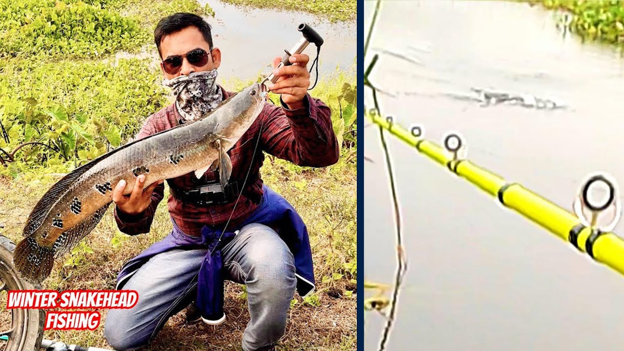 Winter Snakehead Fishing Challenge: Intense Frog Strike, Giant Catch & Tips | Father & Son Fishing