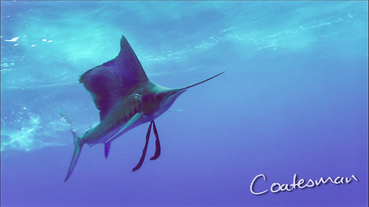 Sailfish Attacking Surface Baits - Epic Footage!