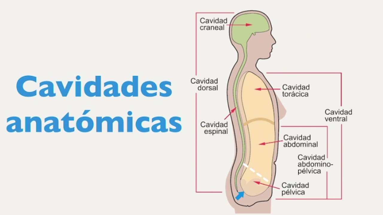 Representación gráfica de los planos anatómicos