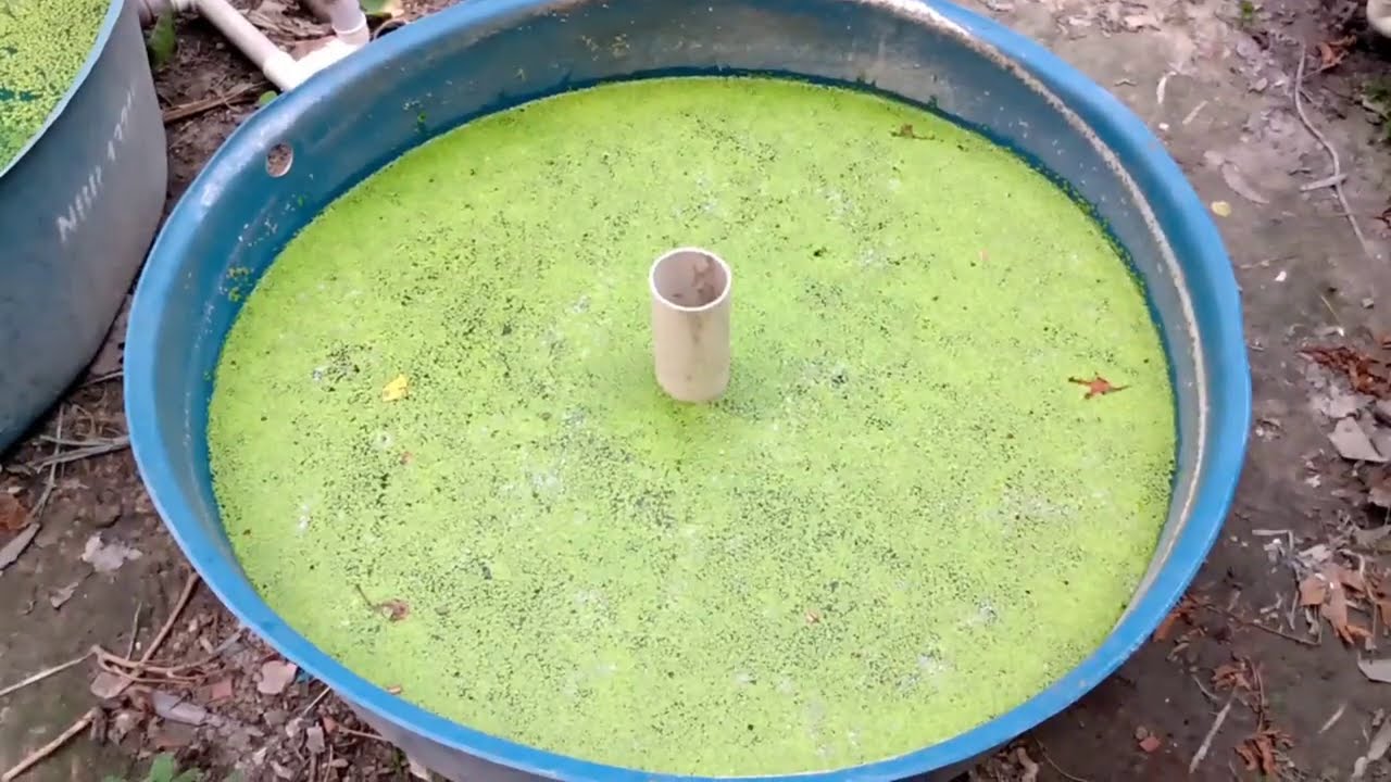 Super V&iacute;deo: Como a Lemna Minor se multiplica rapidamente!