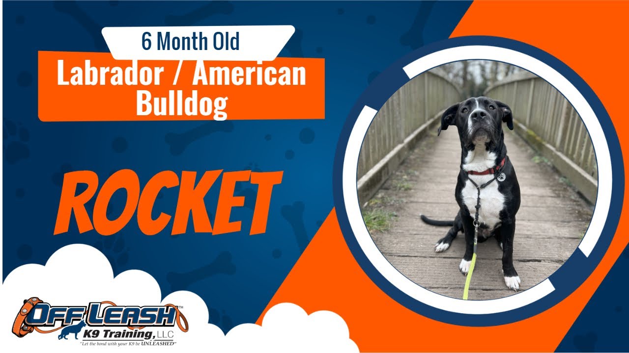 Best Labrador/American Bulldog Dog Training | Rocket| Dog Training in London