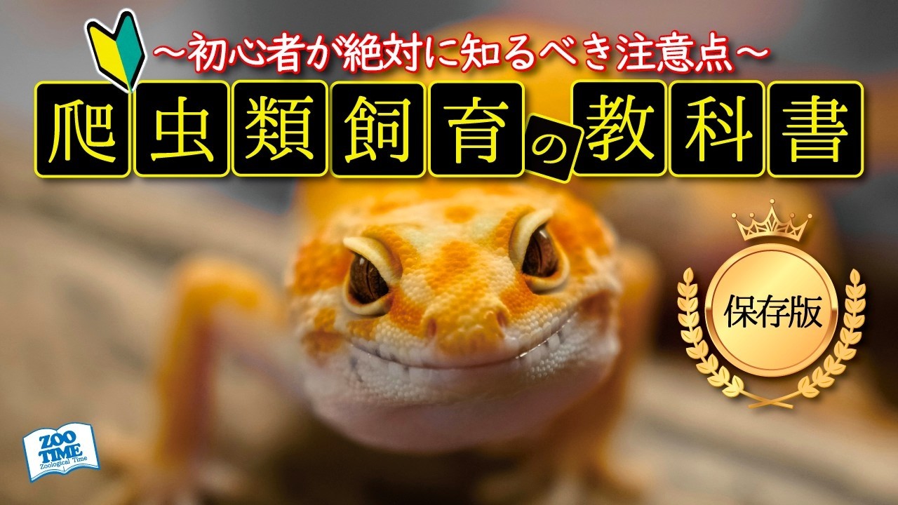 【①はじめての爬虫類飼育🔰】今さら聞けないレオパの飼育繁殖方法＆注意点、最新の法律規制、タイプ別飼育方法の違いなど【飼育技師による解説】